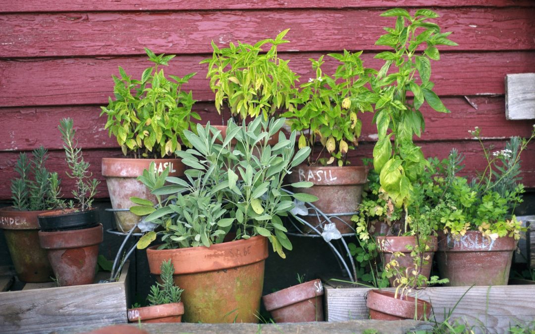 Growing Healthy Herbs – by Cath Manuel