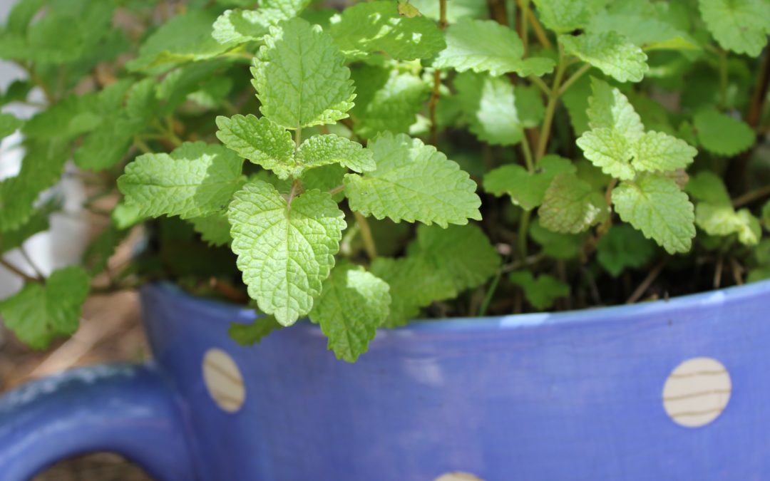 Growing Herbal Teas by Cath Manuel