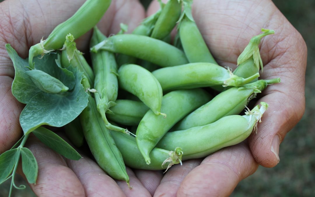 Grow Your Own Winter Veg by Cath Manuel