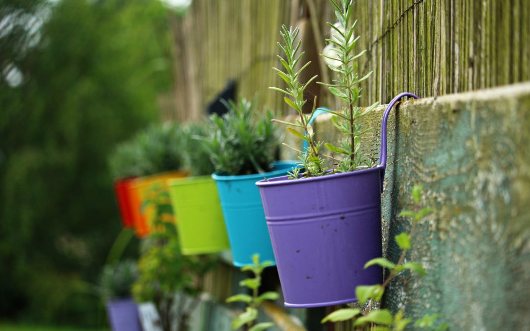 Container Gardens by Cath Manuel