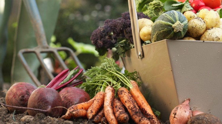 Continuing Professional Development in Therapeutic Horticulture for staff within Aged Care homes